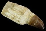 Mosasaur (Prognathodon) Tooth - Composite Root #121328-1